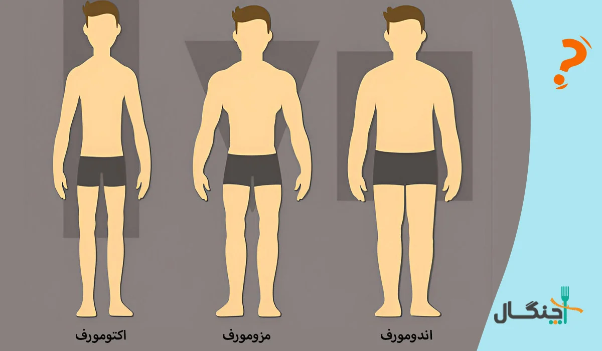 تیپ‌های بدنی مختلف