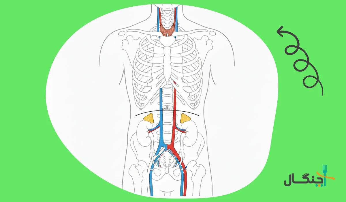 تاثیر غدد بر چاقی