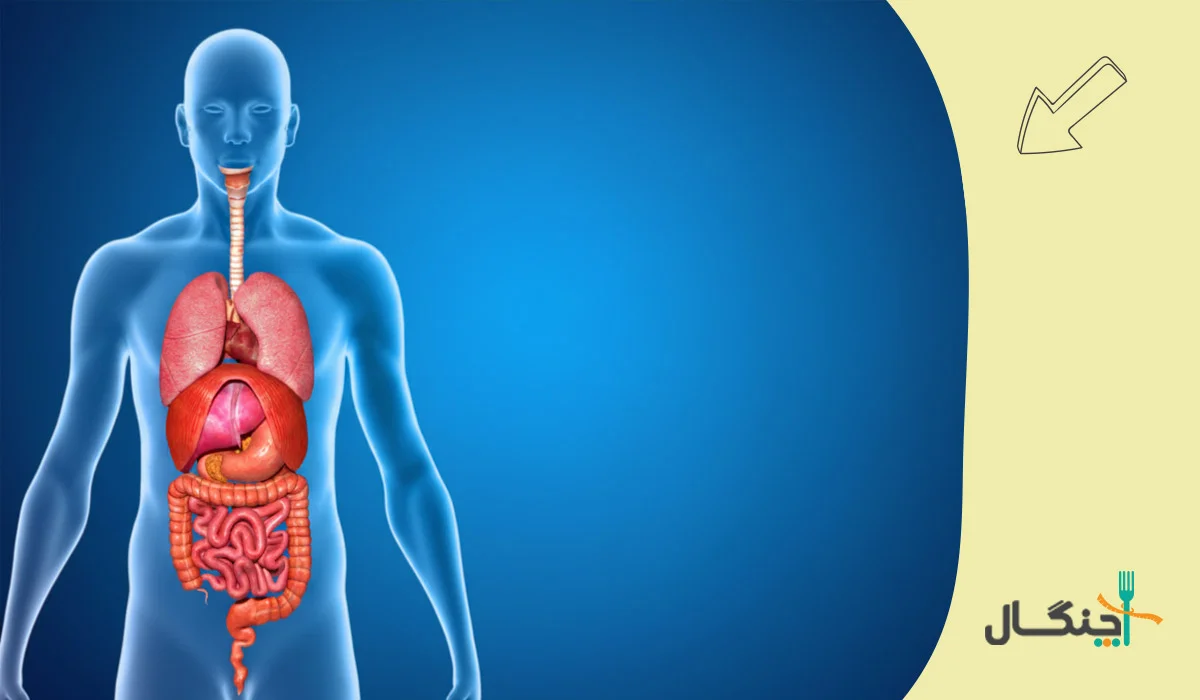 مراحل هضم غذا