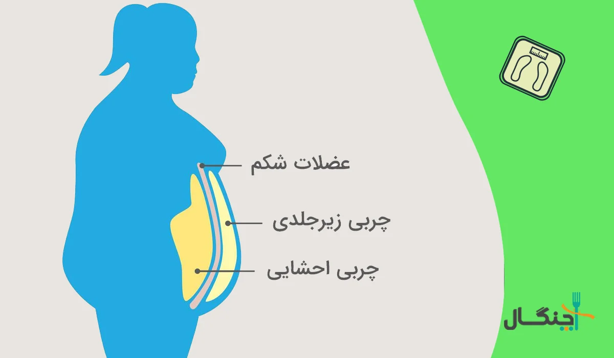 علت بزرگ شدن شکم