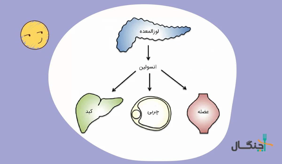 عملکرد انسولین