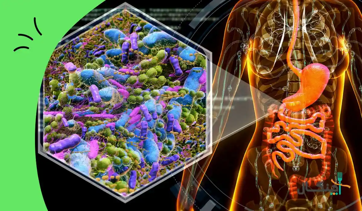 فواید تنظیم رژیم بر اساس میکروبیوم روده