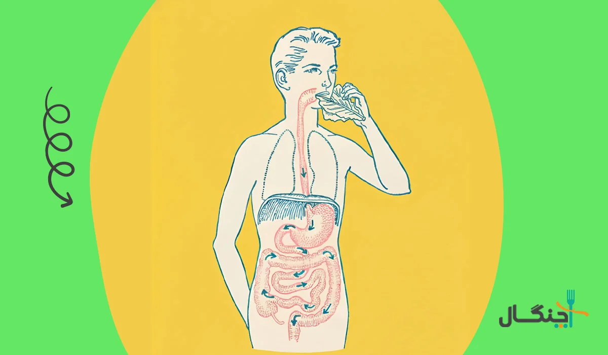 تاثیر سالاد بر دستگاه گوارش