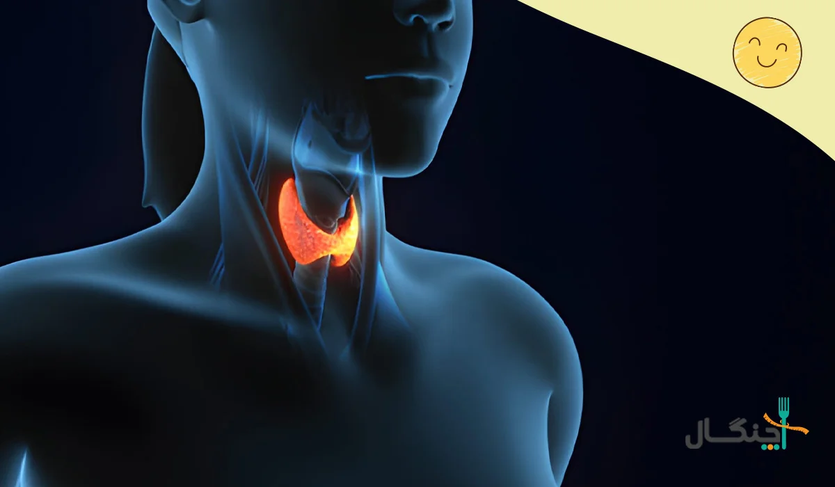 تاثیر تیروئید بر متابولیسم