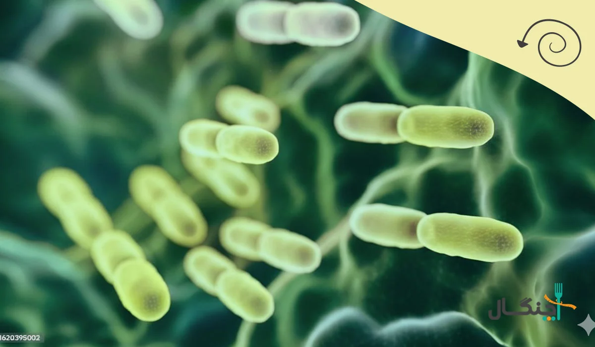 پروبیوتیک چیست