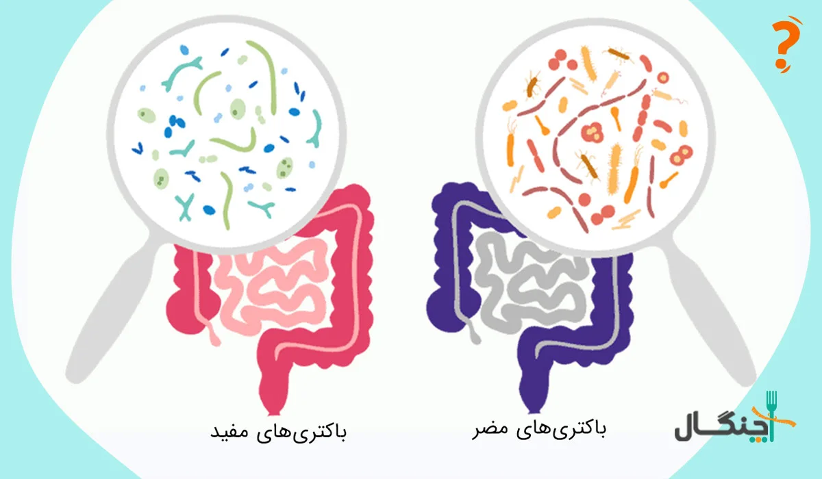 فواید پروبیوتیک‌ها برای دستگاه گوارش